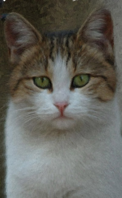Cat Painting Semi-Final Stage
