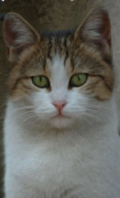 Cat Painting Final Result